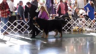 preview picture of video 'Trip and Tubba Bubba, Whidbey Island KC Dog Show, Nov 16 2014'
