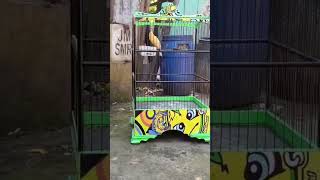 Download lagu Kenari Gacor Pakai Ramuan Sederhana mp3