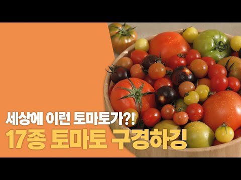 , title : '🍅 토마토 13종 모음.zip 🍅 | 토마토 종류 | 취향 | 맛 |'