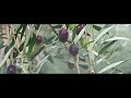 Video Nature Slow Motion