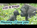 Gorilla baby Ringo knew how to express love to his mom / 金剛寶寶Ringo知道怎麼跟媽媽表達愛