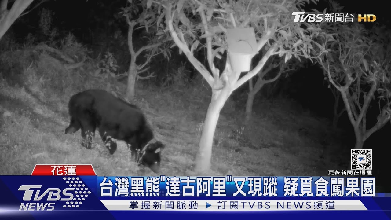 台灣黑熊「達古阿里」又現蹤 疑覓食闖果園