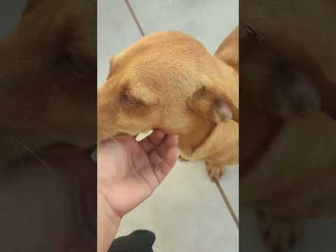 Cachorros #dogs #cachorro #pets #perros #animals #viral #brasil #foodie #foodlover