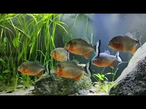 pirania czerwona (serrasalmus nattereri) w 500L akwarium.