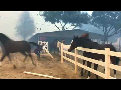 Pferde vor Bränden in Kalifornien gerettet