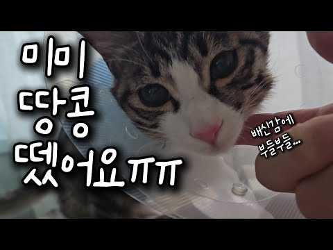 드디어 진짜 남자가 된 미미! 배신감에 밥도 안먹어요