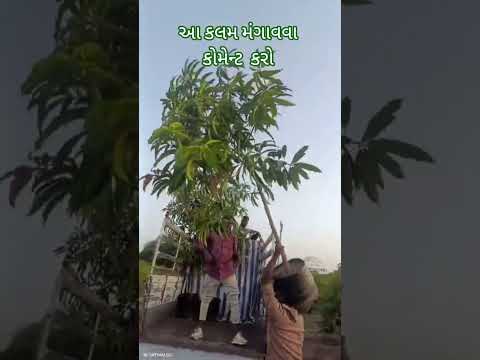 આ કલમ મંગાવવા કોમેન્ટ કરો #farming #farm