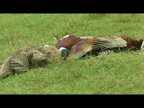 Pheasant & Partridge Shooting With Shotaway Films.''Then There Were Six'' HD 1080p