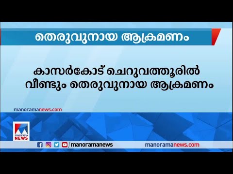 കാസര്‍കോട് തെരുവുനായ മധ്യവയസ്കന്റെ കീഴ്ച്ചുണ്ട് കടിച്ചുപറിച്ചു​| Kasargod stray dog attack
