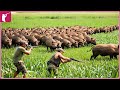 🐗 How Do Hunters And American Farmers Deal With Millions Of Wild Boars | Wild Boar Hunting