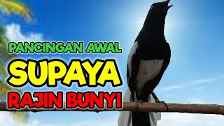 Download lagu Terapi kacer ngeplong, pancingan kacer, masteran kacer durasi panjang Berjam jam!! mp3