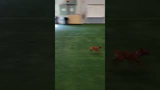 Allie Bunny Dash