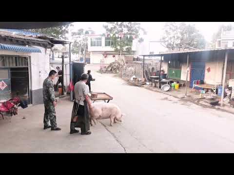 This pig is very smart and knows he can't live any