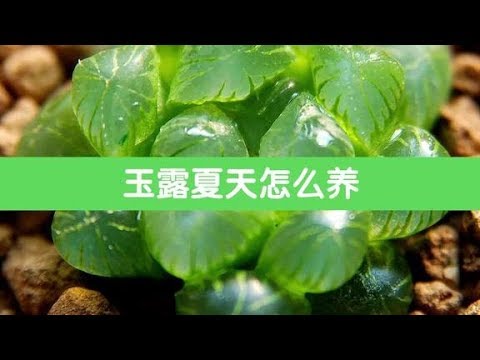玉露休眠