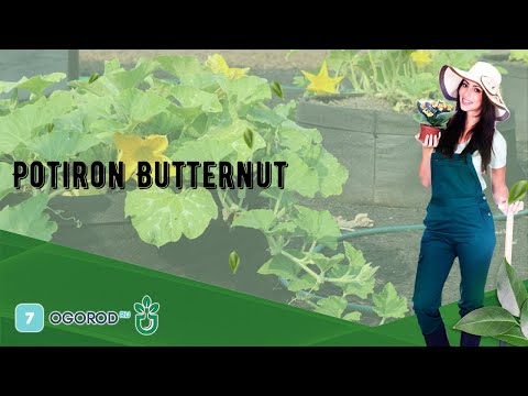 , title : 'Potiron Butternut'