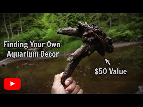 12 Rules For Collecting Aquarium Driftwood