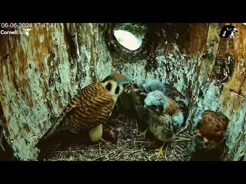 2024 06 06 Wisconsin Kestrel Cam
