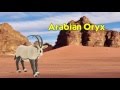 Safari Ltd Wild Safari Wildlife Arabian Oryx