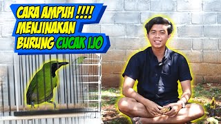 Download lagu EFFECTIVE WAY TO TAME A CUCAK IJO BIRD mp3