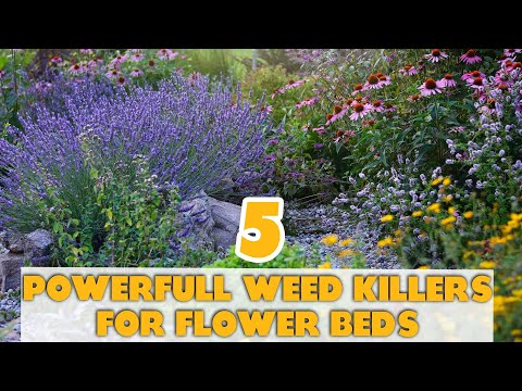 YouTube video about: Can you use weed killer in flower beds?