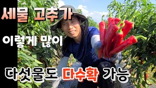세물 고추가 이렇게 많이 ^^  다섯물 고추까지 다수확 하는법