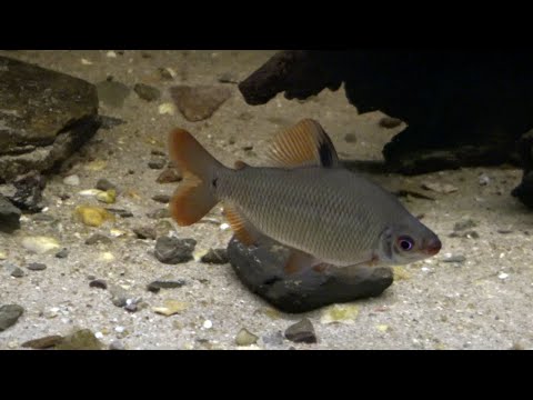 Beautiful Distichodus noboli