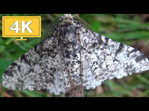 Peppered Moth: Biston betularia (Geometridae) 4K Quality HD No Commentary