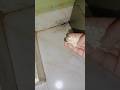 Nalla Cheemalu Tricks And Tips Viral Ytshorts
