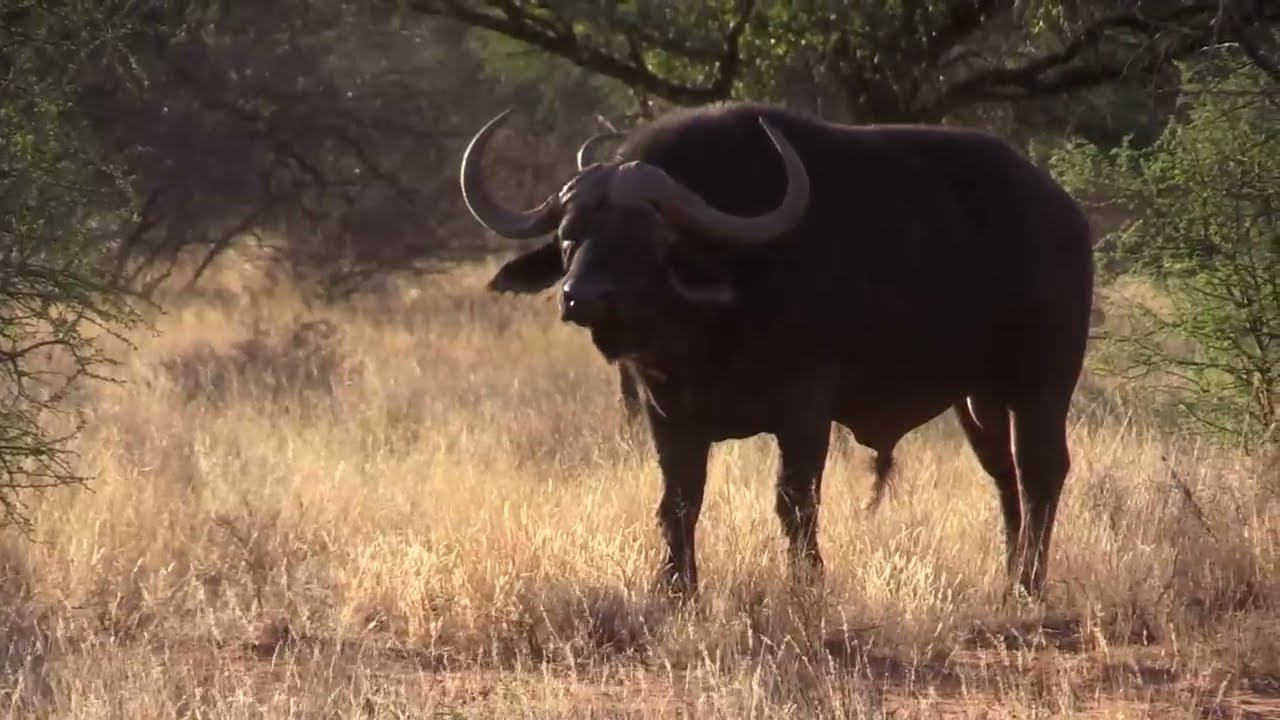 BÚFALOS AFRICANOS - CURIOSIDADES E MODO DE VIDA