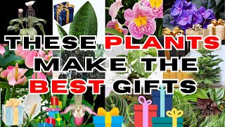 Top 10 Houseplants To Give As Gifts