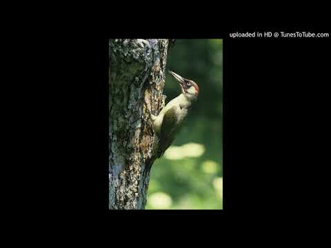 Vogelbestimmung: Grünspecht (Picus viridis)