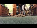 Bissell Powerlifter Little Mess Test