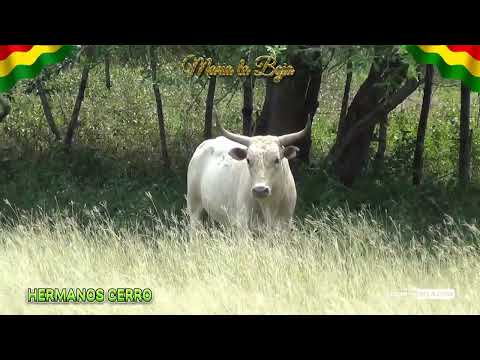 MARIA LA BAJA 2025 Toro de la Ganaderia la Tentación de los Hermanos Cerro