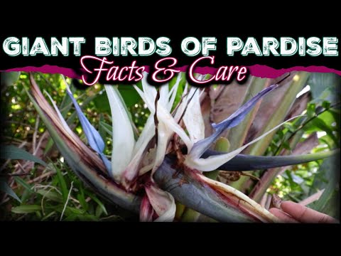 , title : 'All About The Giant Bird's Of Paradise / How to Care for Strelitzia Nicolai -White Birds Of Paradise'