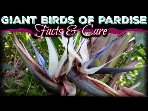 image-How big does a bird of paradise plant get?