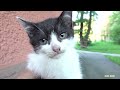 New Mother Cat Has Three Kittens In The Street