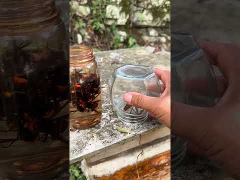 #HornetNestRemoval #pestcontrol  #HornetHunting #wildliferescue  #gianthornets  #DangerousHornets