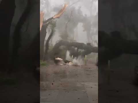 Isso foi no Ibira hoje.No Parque do Ibirapuera, em São Paulo,