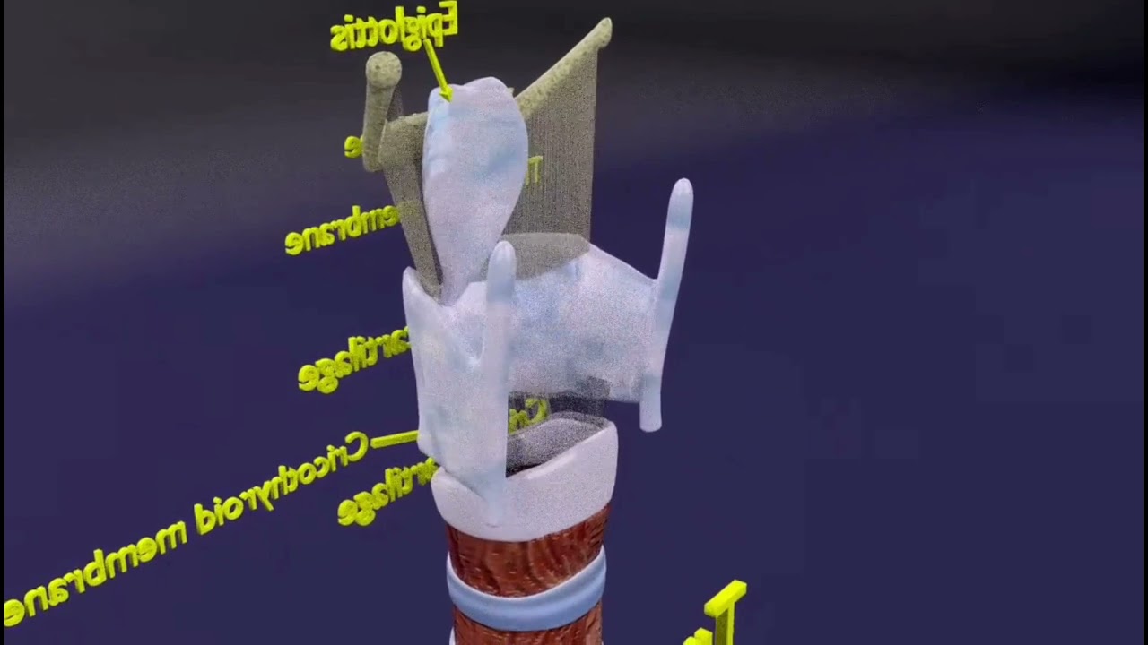 Respiratory tract lung trachea 3D Model