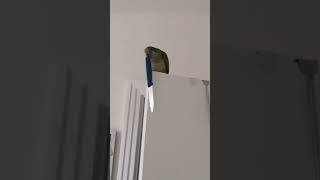 Bird with a knife. Louie 💚(original)