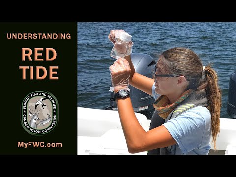 Understanding Red Tide