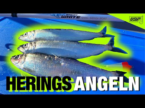 Hering angeln im Februar | Heringsangeln | Bootsangeln in Kappeln an der Schlei | ANGLERBOARD TV