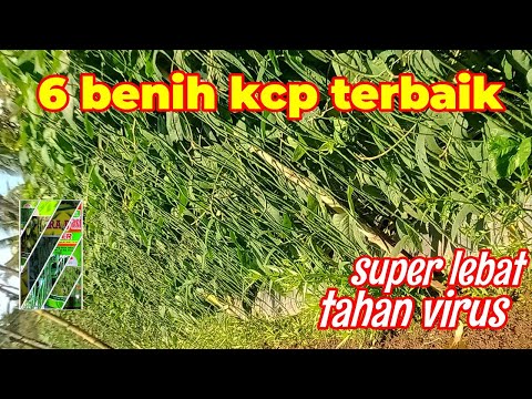 6 BEST LONG BEAN SEEDS CURRENTLY!!!