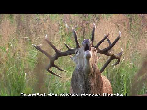 Gewaltiges Hirsch-Röhren in East Germany    Huge deer roaring in East Germany