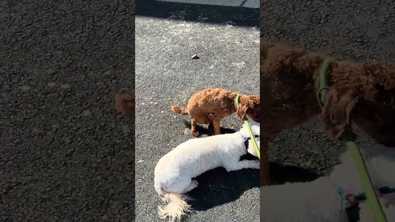 Enlarge TASHA ~ New Video ~ Updated 3/5, an adopted Miniature Poodle in Ashland, OH video 5/6