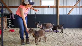 Teach a goat to walk on a leash - A Gentle Method