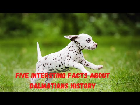 Five interesting facts about Dalmatians History | Know more about Dalmatians | Dalmatian 101