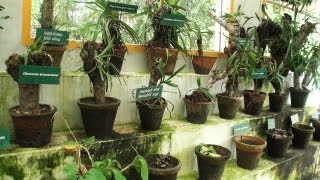 Medicinal Plants Garden, Nilambur 