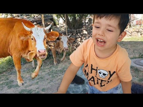 طاردت البقرة جعفر واصدقائه The cow chased Cafer and his friends