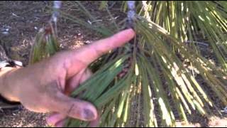 Unexpected Smog in Pristine National Parks